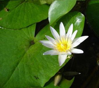 Witte Lotusbloem